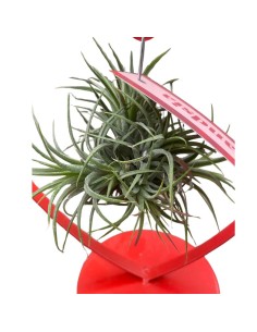 TILLANDSIA OVERIG - ALTEZZA 10,5 CM 2