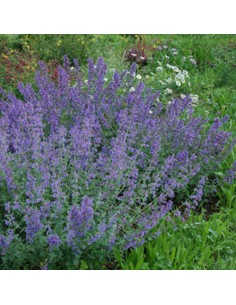 NEPETA FASSENII "menta nepalese" Vaso 14