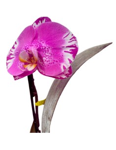 PHALAENOPSIS ORCHIDEA VITTORIO ALTEZZA 60 CM 2
