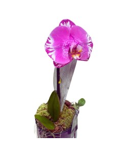 PHALAENOPSIS ORCHIDEA VITTORIO ALTEZZA 60 CM