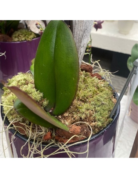 PHALAENOPSIS ORCHIDEA VITTORIO ALTEZZA 60 CM