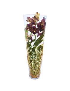ORCHIDEA VANDA IN VASO DI VETRO ALTEZZA 80CM