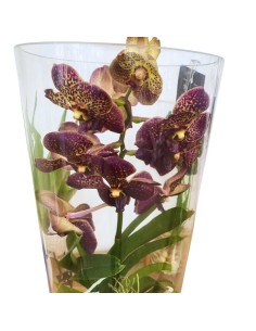 ORCHIDEA VANDA IN VASO DI VETRO ALTEZZA 80CM 2