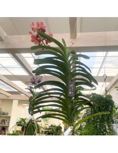 ORCHIDEA VANDA ALTEZZA 60 CENTIMETRI