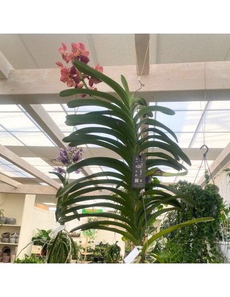 ORCHIDEA VANDA ALTEZZA 60 CENTIMETRI