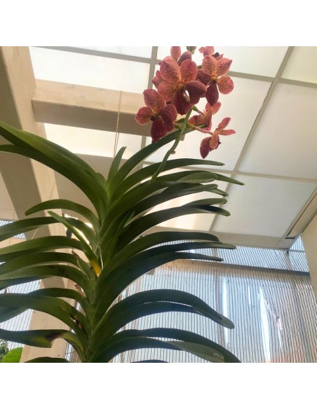 ORCHIDEA VANDA ALTEZZA 60 CENTIMETRI