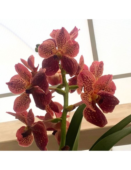 ORCHIDEA VANDA ALTEZZA 60 CENTIMETRI