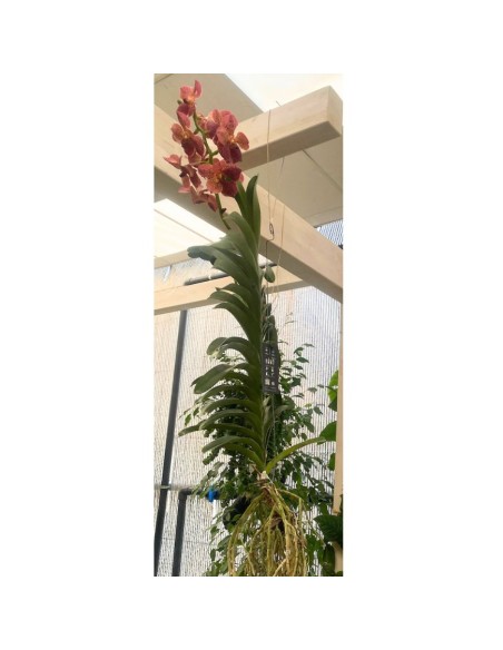 ORCHIDEA VANDA ALTEZZA 60 CENTIMETRI