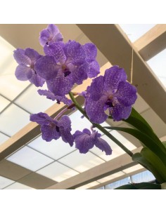 ORCHIDEA VANDA APPESA ALTEZZA 70 CM 2