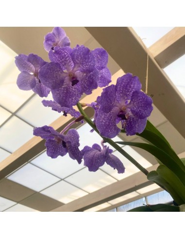 ORCHIDEA VANDA APPESA ALTEZZA 70 CM