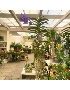 ORCHIDEA VANDA APPESA ALTEZZA 70 CM