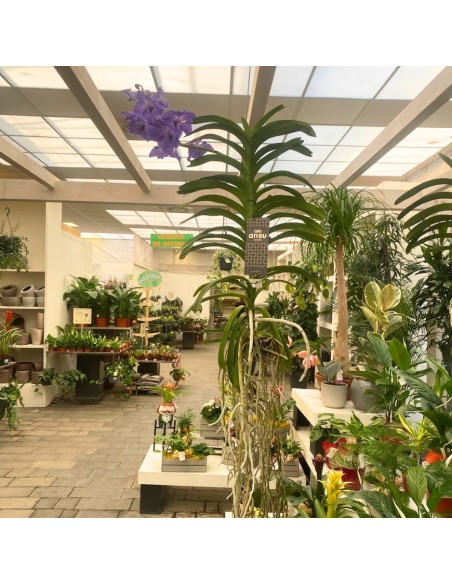 ORCHIDEA VANDA APPESA ALTEZZA 70 CM