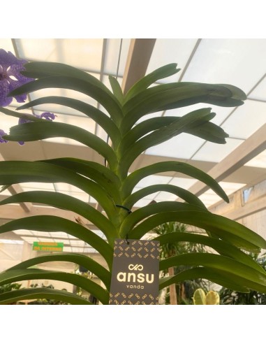 ORCHIDEA VANDA APPESA ALTEZZA 70 CM