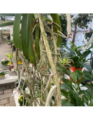 ORCHIDEA VANDA APPESA ALTEZZA 70 CM