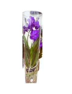 ORCHIDEA VANDA IN VASO DI VETRO ALTEZZA 60CM