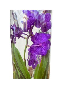 ORCHIDEA VANDA IN VASO DI VETRO ALTEZZA 60CM 2
