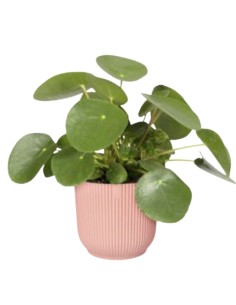 VASO ELHO ROTONDO MODERNO - COLORE ROSA 2