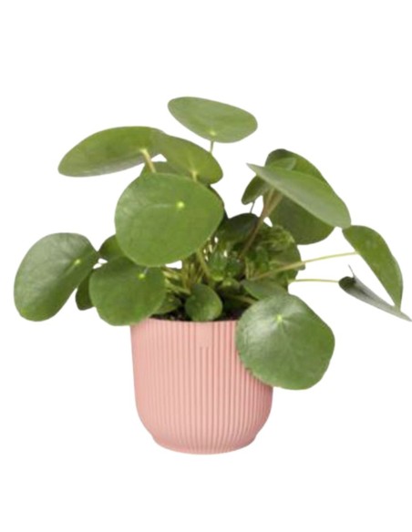 VASO ELHO ROTONDO MODERNO - COLORE ROSA