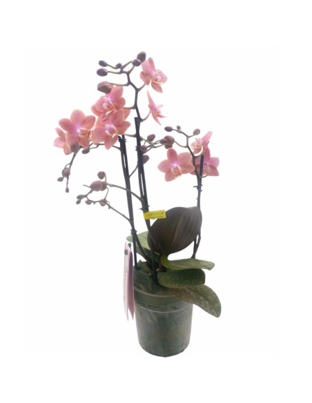 ORCHIDEA PHALAENOPSIS MULTI. AROMIO FRESH V 12