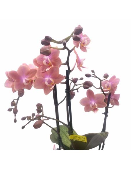 ORCHIDEA PHALAENOPSIS MULTI. AROMIO FRESH V 12