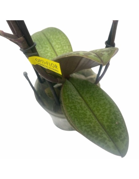 ORCHIDEA PHALAENOPSIS MULTI. AROMIO FRESH V 12