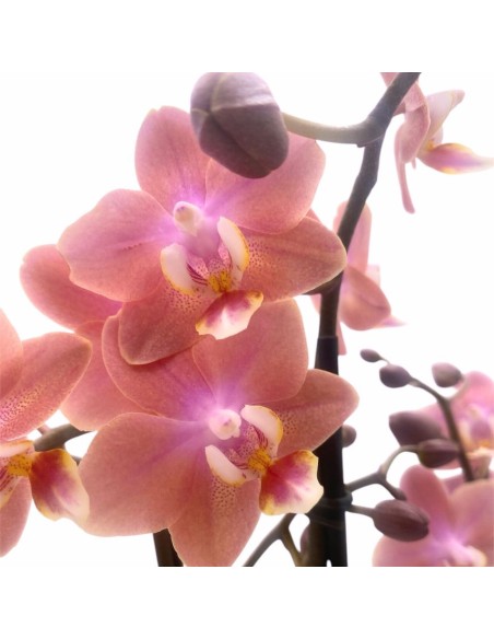 ORCHIDEA PHALAENOPSIS MULTI. AROMIO FRESH V 12