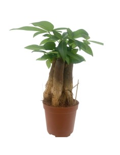 PACHIRA AQUATICA PIANTA DA APPARTAMENTO VASO 9CM 2