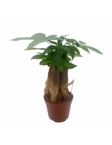 PACHIRA AQUATICA PIANTA DA APPARTAMENTO VASO 9CM