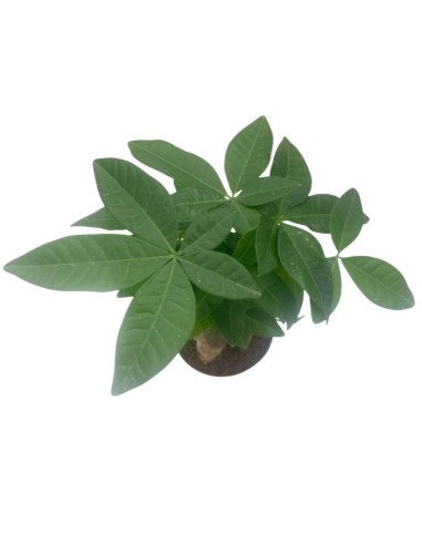 PACHIRA AQUATICA PIANTA DA APPARTAMENTO VASO 9CM