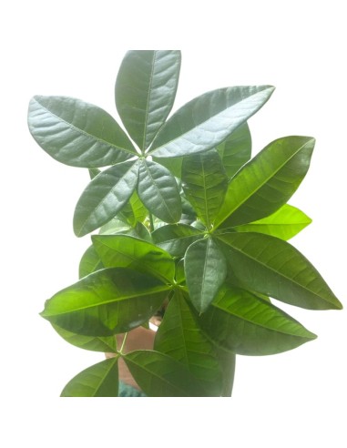 PACHIRA AQUATICA PIANTA DA APPARTAMENTO VASO 9CM