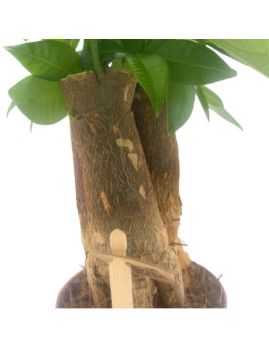 PACHIRA AQUATICA PIANTA DA APPARTAMENTO VASO 9CM