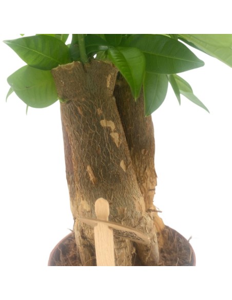 PACHIRA AQUATICA PIANTA DA APPARTAMENTO VASO 9CM