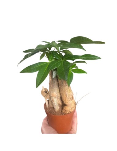 PACHIRA AQUATICA PIANTA DA APPARTAMENTO VASO 9CM