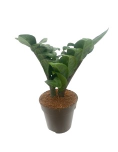 ZAMIOCULCAS ZAMIIFOLIA GEMMA DI ZANZIBAR V.9 CM