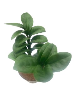 ZAMIOCULCAS ZAMIIFOLIA GEMMA DI ZANZIBAR V.9 CM 2