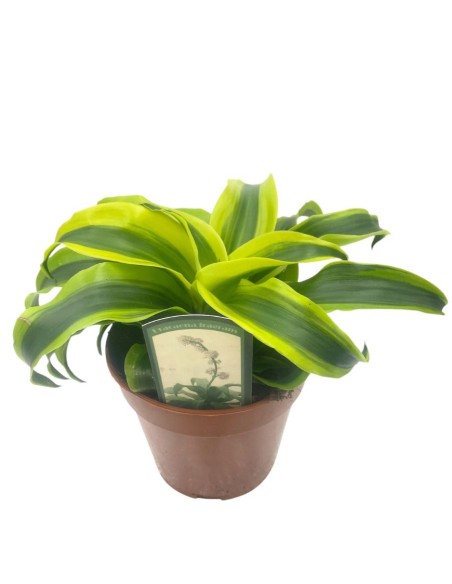 DRACAENA FRAGRANS "TORNADO" VASO 12CM