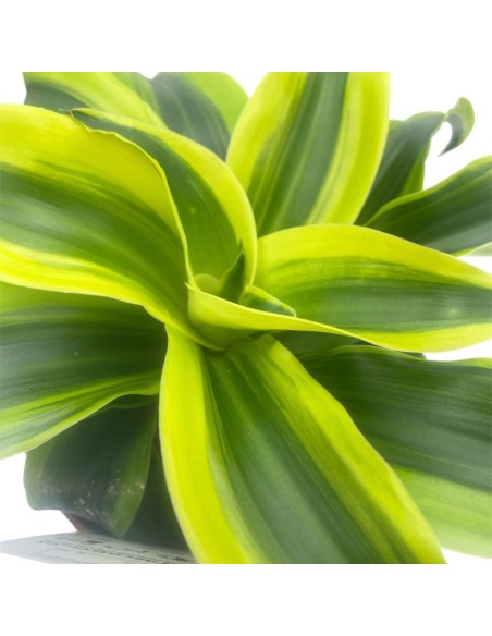 DRACAENA FRAGRANS "TORNADO" VASO 12CM
