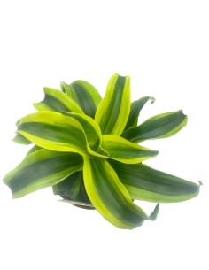DRACAENA FRAGRANS "TORNADO" VASO 12CM 2