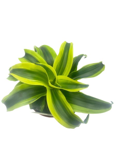DRACAENA FRAGRANS "TORNADO" VASO 12CM