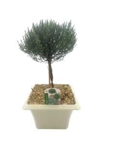 TIMO FAUSTINI BONSAI Profumo intenso e piacevole