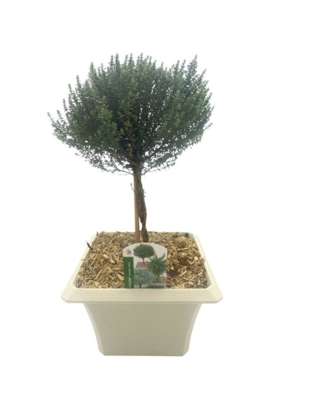 TIMO FAUSTINI BONSAI Profumo intenso e piacevole