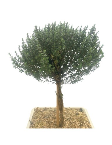 TIMO FAUSTINI BONSAI Profumo intenso e piacevole