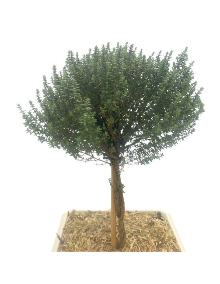 TIMO FAUSTINI BONSAI Profumo intenso e piacevole