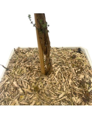 TIMO FAUSTINI BONSAI Profumo intenso e piacevole