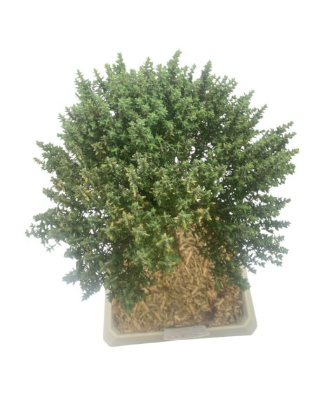 TIMO FAUSTINI BONSAI Profumo intenso e piacevole