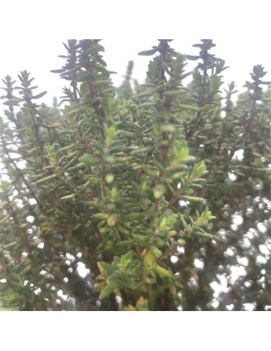 TIMO FAUSTINI BONSAI Profumo intenso e piacevole