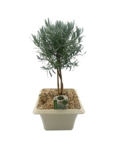 LAVANDA ANGUSTIFOLIA BONSAI Foglie argentate e fiori viola