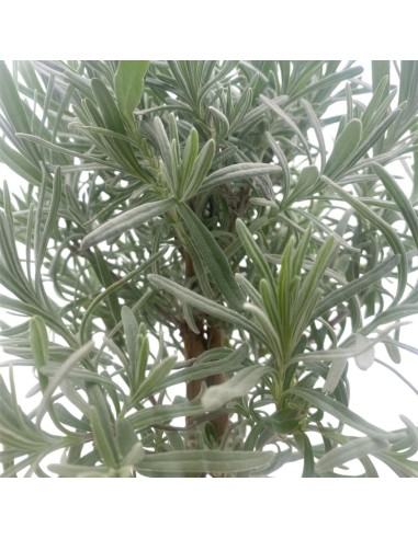 LAVANDA ANGUSTIFOLIA BONSAI Foglie argentate e fiori viola