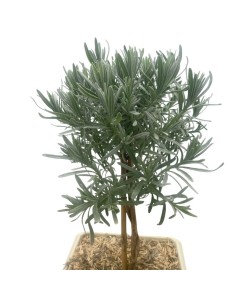 LAVANDA ANGUSTIFOLIA BONSAI Foglie argentate e fiori viola 2