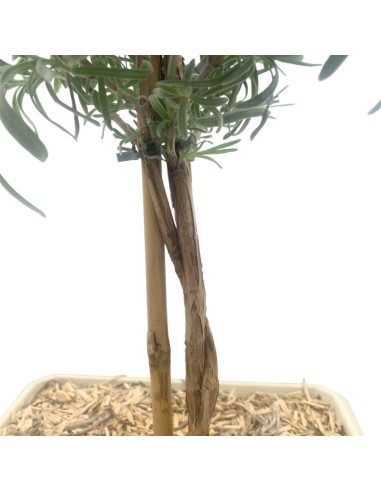 LAVANDA ANGUSTIFOLIA BONSAI Foglie argentate e fiori viola